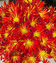 Load image into Gallery viewer, Autumn Glow Chrysanthemum Planter