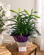 Load image into Gallery viewer, Easter Lily Plant.- AVAILABLE FROM MARCH 30 TO APRIL 10 π£π°π€
