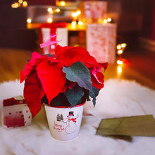Load image into Gallery viewer, Poinsettia in holiday cover.- Best Seller