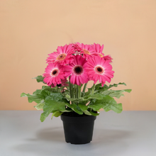 Load image into Gallery viewer, Gerbera daisy plant 4" in daises floral pot.