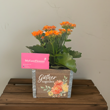 Load image into Gallery viewer, Kalanchoe Plant in box