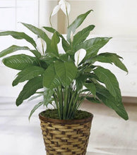 Load image into Gallery viewer, PEACE LILY