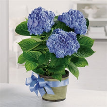 Load image into Gallery viewer, myeasyflowers-Hydrangea-HORTENCIA-HYDRANGEA_BLUE