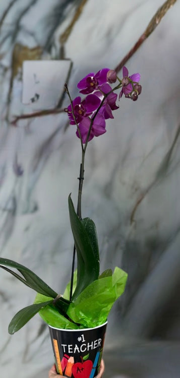 Single stem Orchid purple