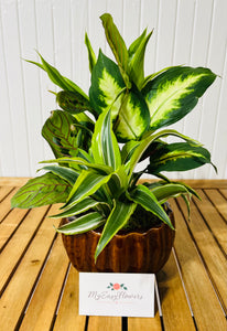 Dish garden in ceramic pot