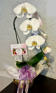 Single white orchid plant