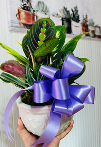 Dish garden in ceramic pot