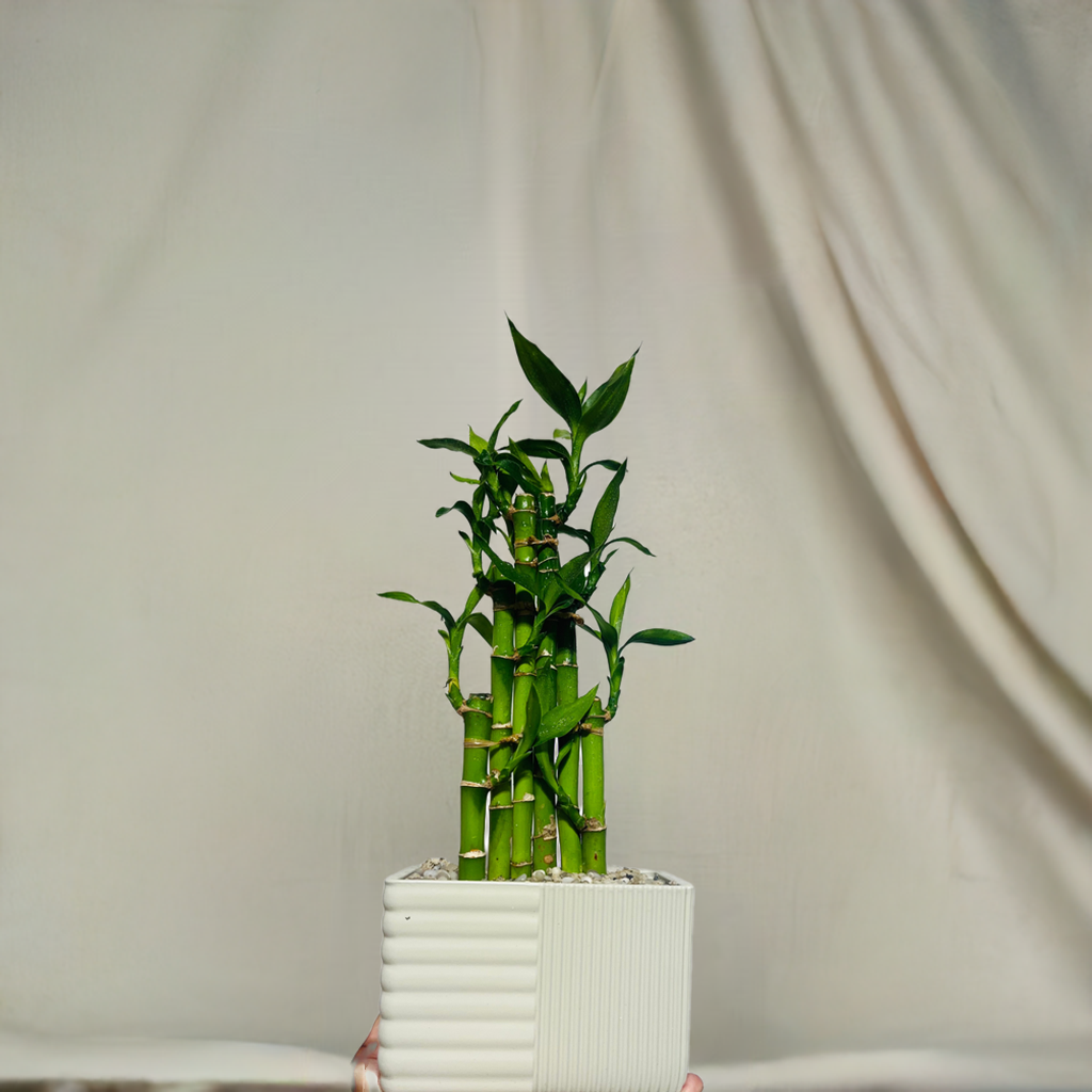 LUCKY BAMBOO