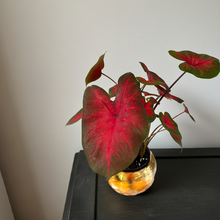 Load image into Gallery viewer, CALADIUM PLANT in Gold ceramic pot
