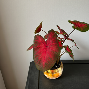 CALADIUM PLANT in Gold ceramic pot