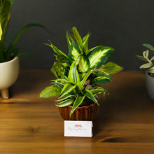 Load image into Gallery viewer, Dish garden in ceramic pot
