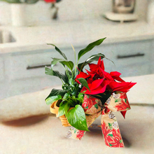 Load image into Gallery viewer, Christmas dish garden.- Best Seller
