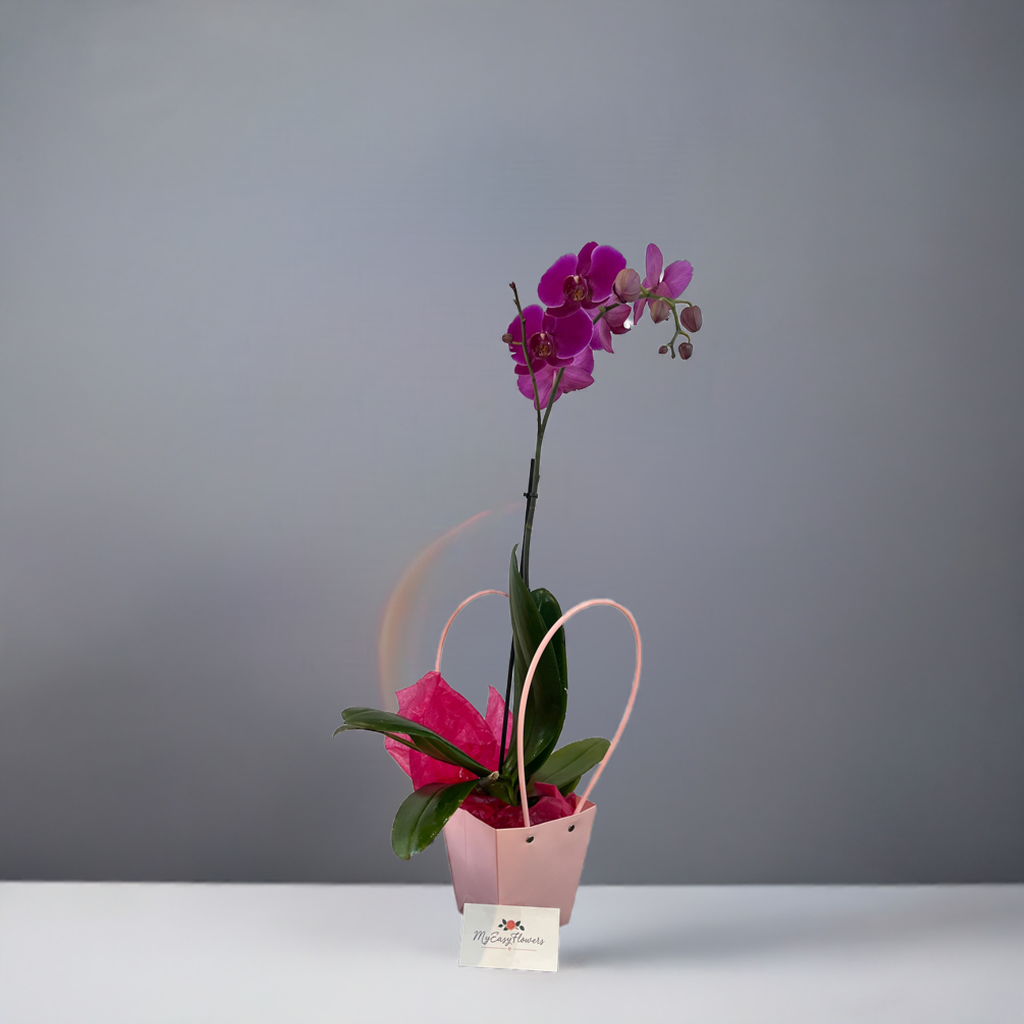 Single purple orchid plant in Pink tote bag