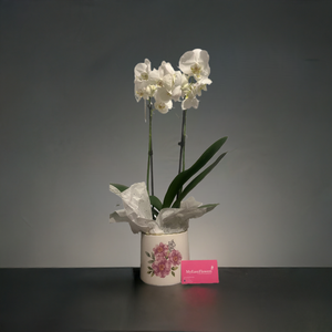 Orchid plant double stem floral ceramic vase.- Best Seller 🌸