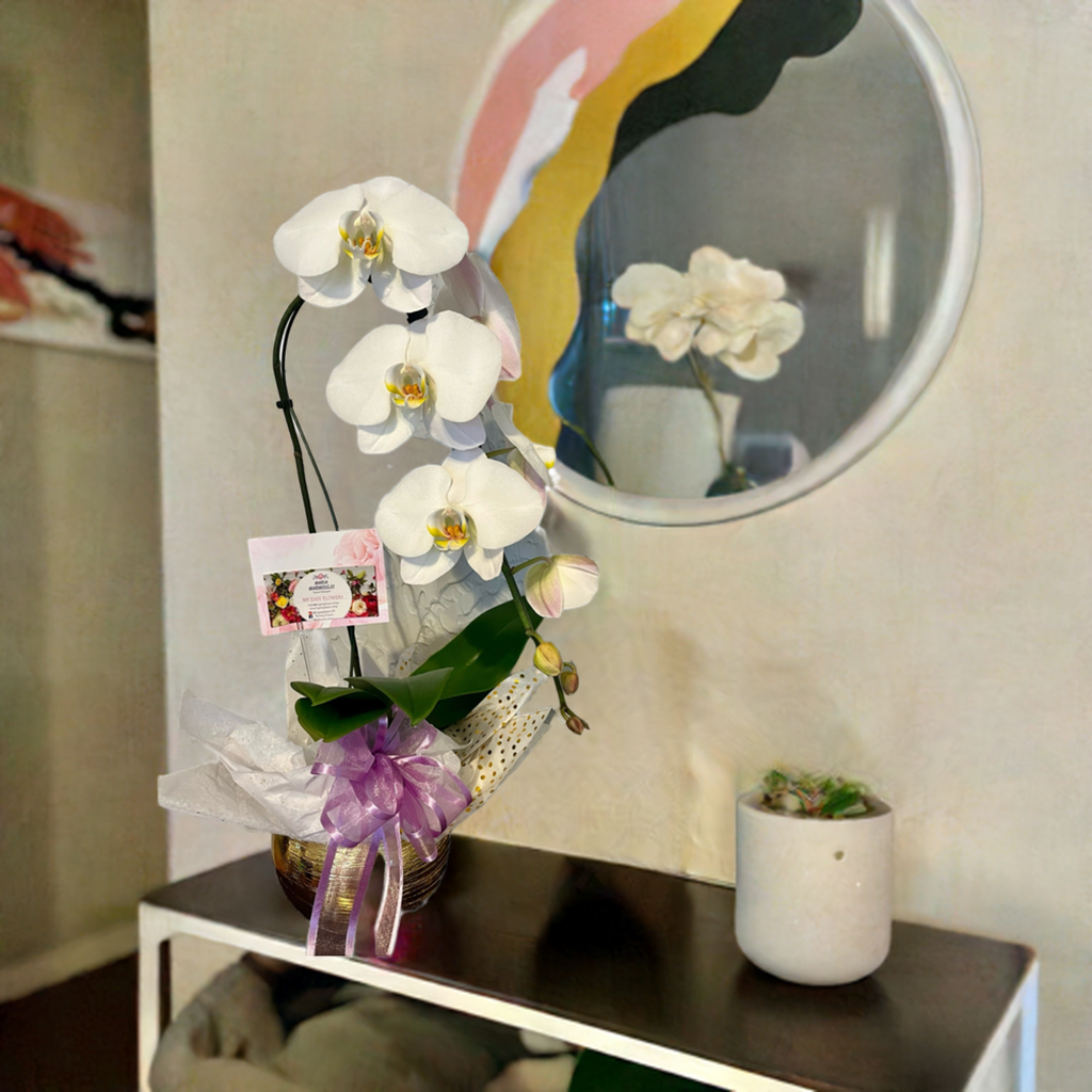 Single white orchid plant