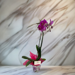 Single purple orchid in floral pot