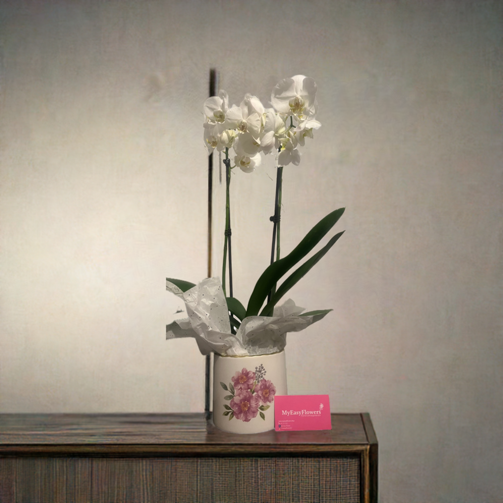 Orchid plant double stem floral ceramic vase.- Best Seller 🌸