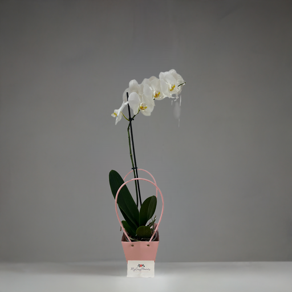 Single white orchid plant in pink tote bag