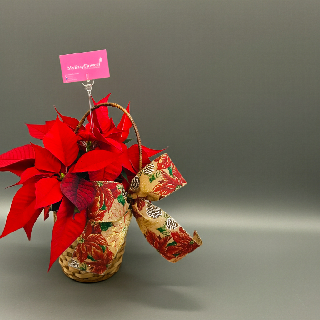 Mini Poinsettia 4”