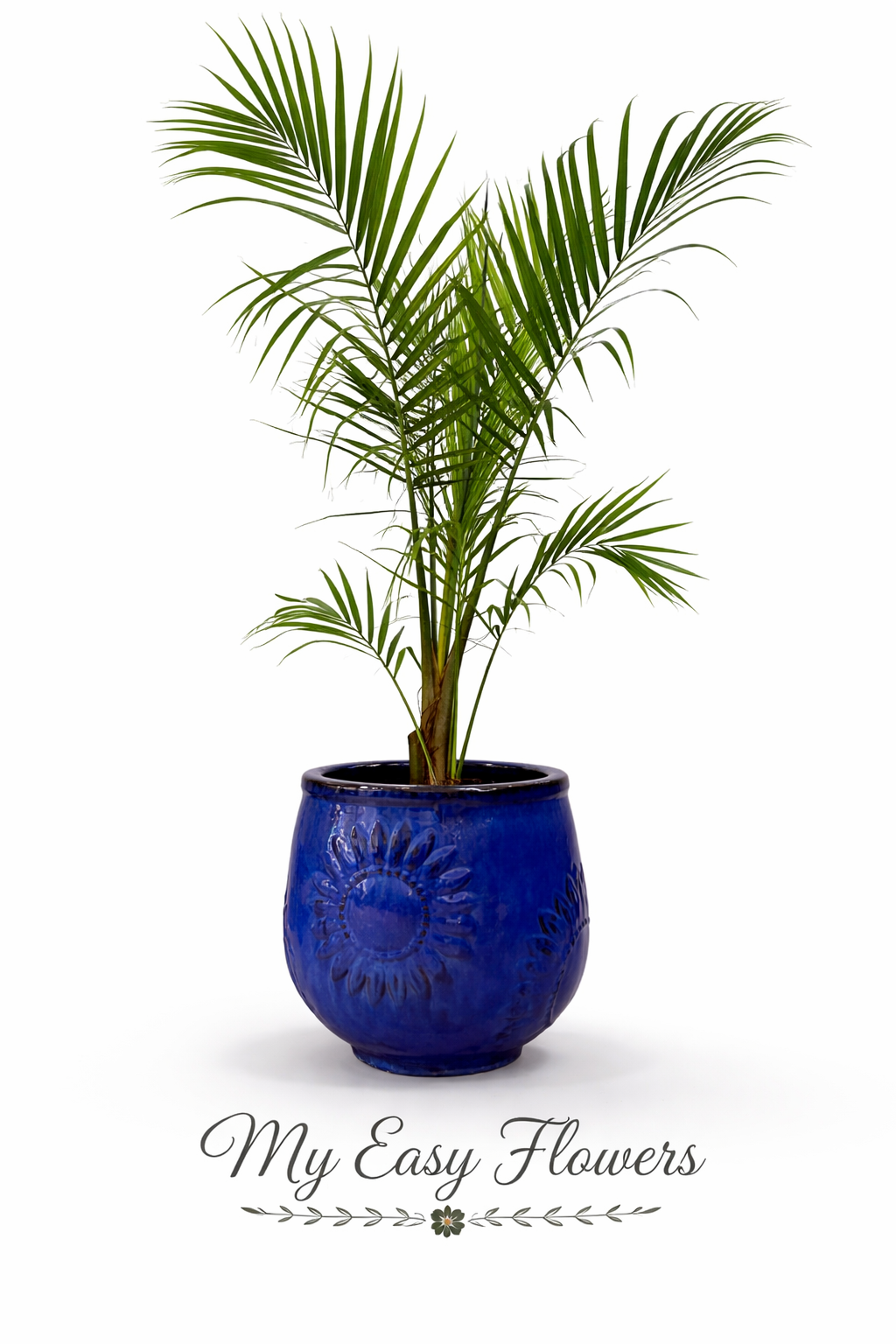 palms plants pottery Plants – Tagged "palm"– MyEasyFlowers