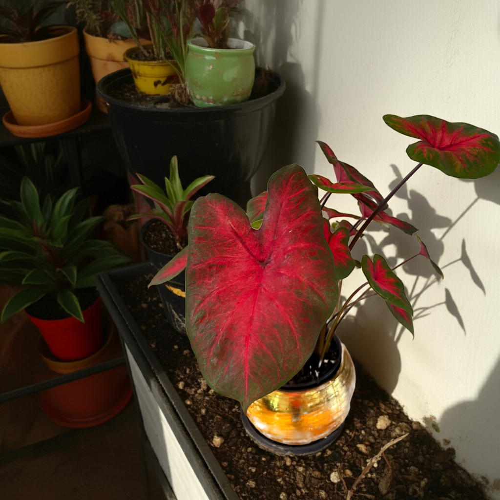 CALADIUM PLANT in Gold ceramic pot