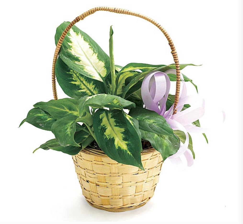 DELIGHTFUL DIEFFENBACHIA