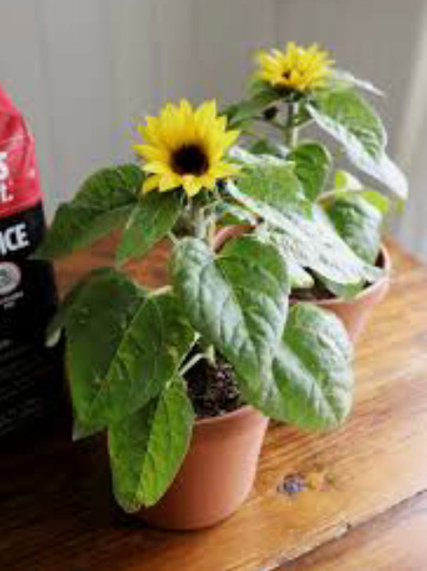 Real sunflower in pot