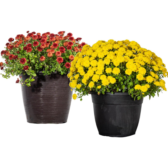 Blooming Mum plant