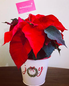 Poinsettia in holiday cover.- Best Seller