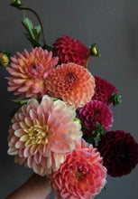Load image into Gallery viewer, Dahlia Pomp’s
