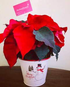 Poinsettia in holiday cover.- Best Seller