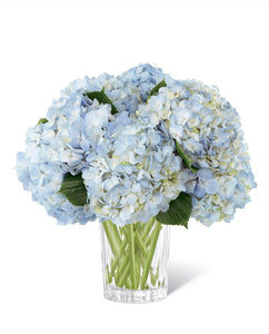 Large blue hydrangeas in clear vase