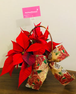 Mini Poinsettia 4”