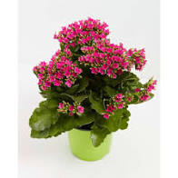 Kalanchoe blooming plant
