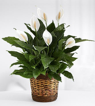 PEACE LILY