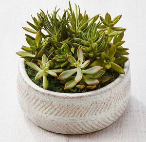 Succulent Dish Garden in Plastic pot