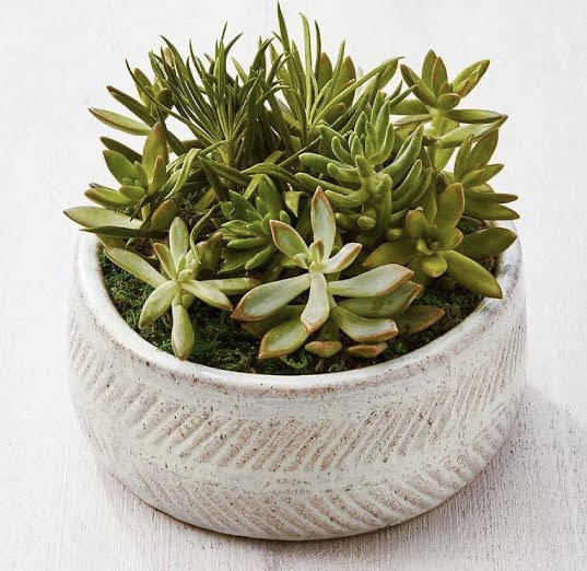 Succulent Dish Garden in Plastic pot