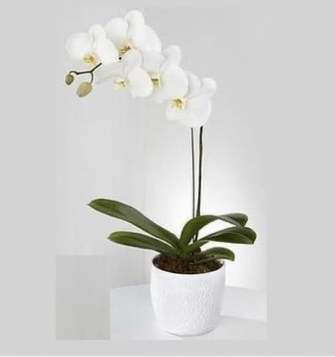 Single Stem Orchid Plant in White ceramic pot